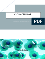 Ciclo Celular y Mitosis. Trim 1. 2024