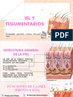 Exposición de PIEL y TEGUMENTARIOS