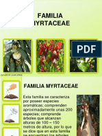 Familia Myrtaceae