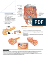 Pancreas