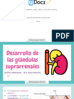 Desarrollo Glandular