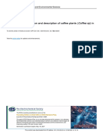 Morphology Identification and Description of Coffe