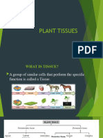 Plant Tissues