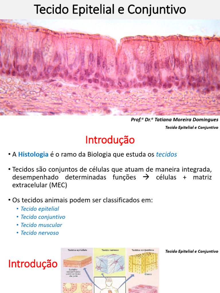 Tecido Epitelial e Conjuntivo | PDF | Epitélio | Tecido conjuntivo