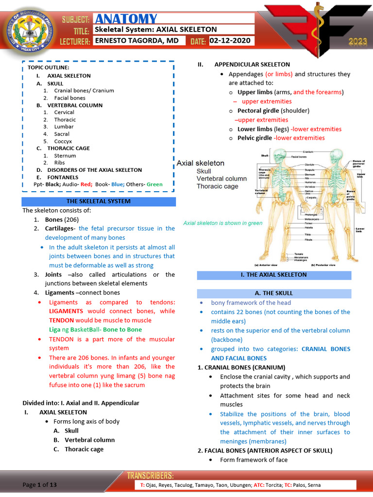Anatomy of the Axial Skeleton | PDF | Vertebra | Vertebral Column