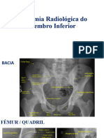 Anatomia Radiol Gica Do Membro Inferior