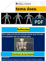 Osteologia 2
