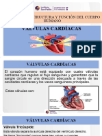 Sistema Circulatorio-Corazón-Válvulas Cardiacas