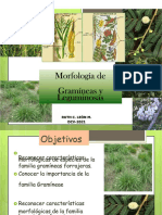 PDF Morfologia de Gramineas y Leguminosas 2021 - Compress