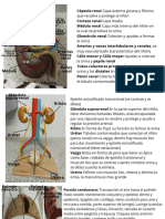 Morfo Practica Parcial