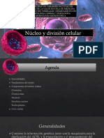 El Núcleo y Ciclo Celular