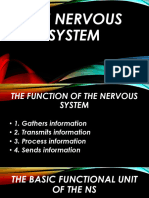 LESSON-3-Nervous-System-CNS-Copy