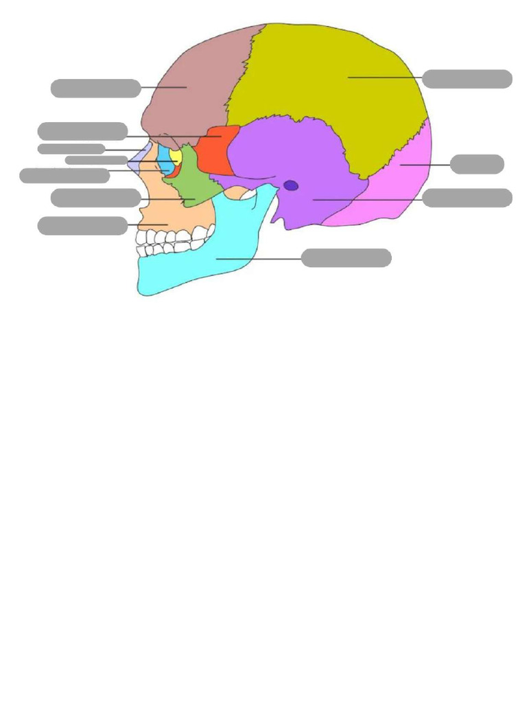 Crânio Nomes Dos Ossos Atividade Pdf