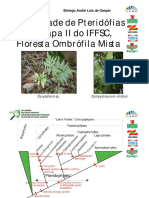 Pteridofitas IFFSC Meta 2