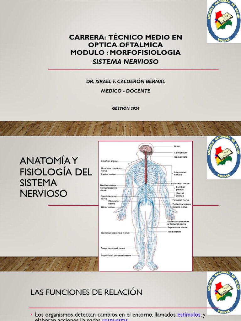 Sistema Nervioso y Sentidos | Descargar gratis PDF | Sistema nervioso ...