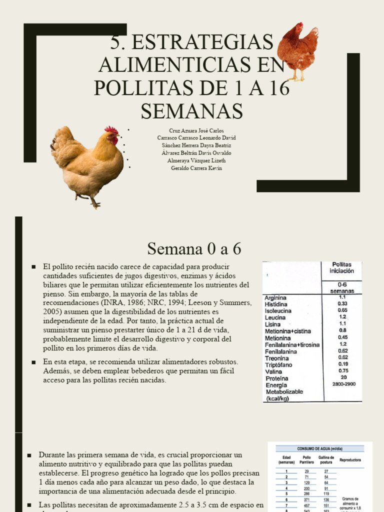 Estrategias Alimenticias para Pollitas 1-16 Semanas | PDF | Alimentos ...