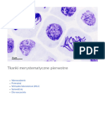 Tkanki Merystematyczne Pierwotne