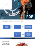 Pratica TelencefaloI ParteTeórica