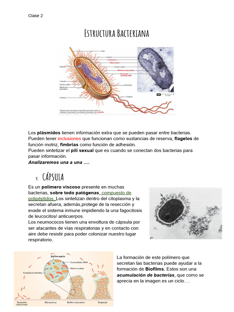 Estructura y función de bacterias | PDF | Las bacterias | Bacterias ...
