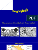 Class 9-Phagocytosis