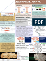 Sietema Somatomotor de La Médula Espinal Cerebelo y Núcleos Basales
