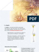 Sinapsis e Impulso Nervioso
