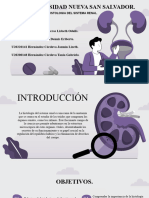 Histologia Del Sistema Renal......