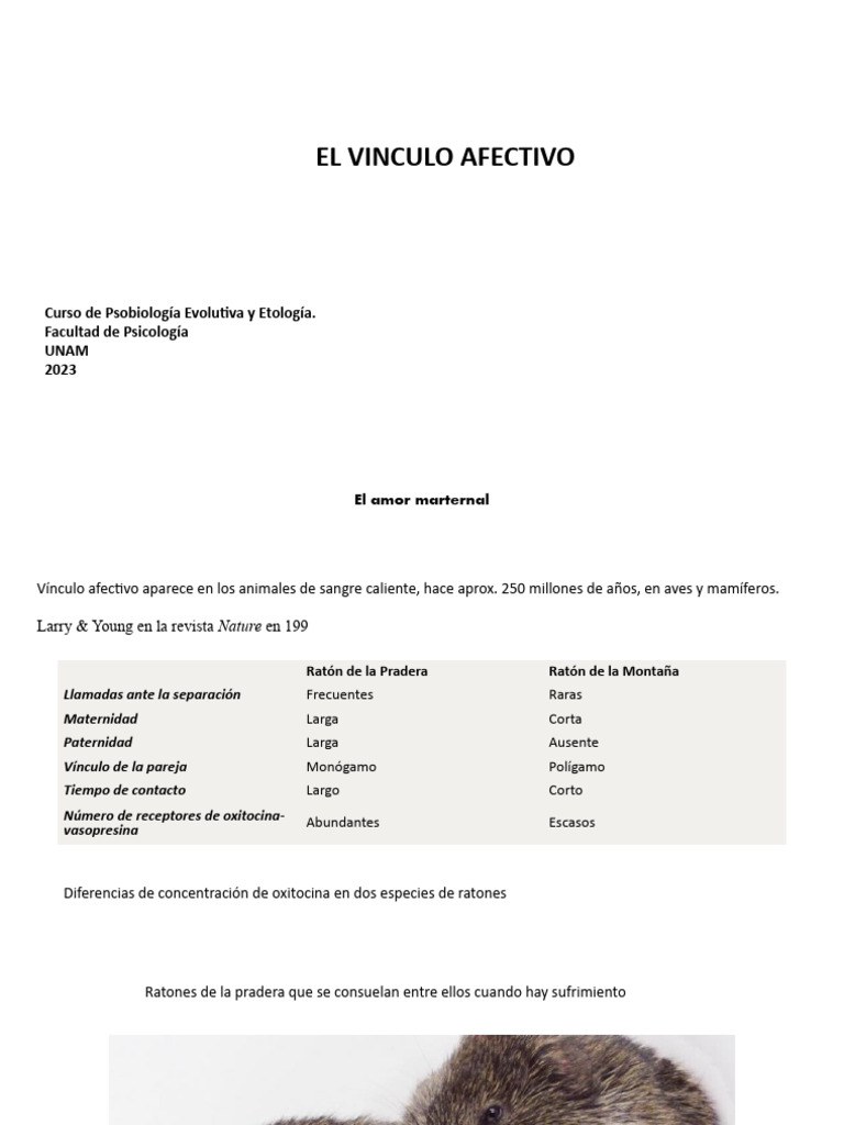 Vínculo afectivo en el pericote panza gris | PDF | Cerebro | Neurona