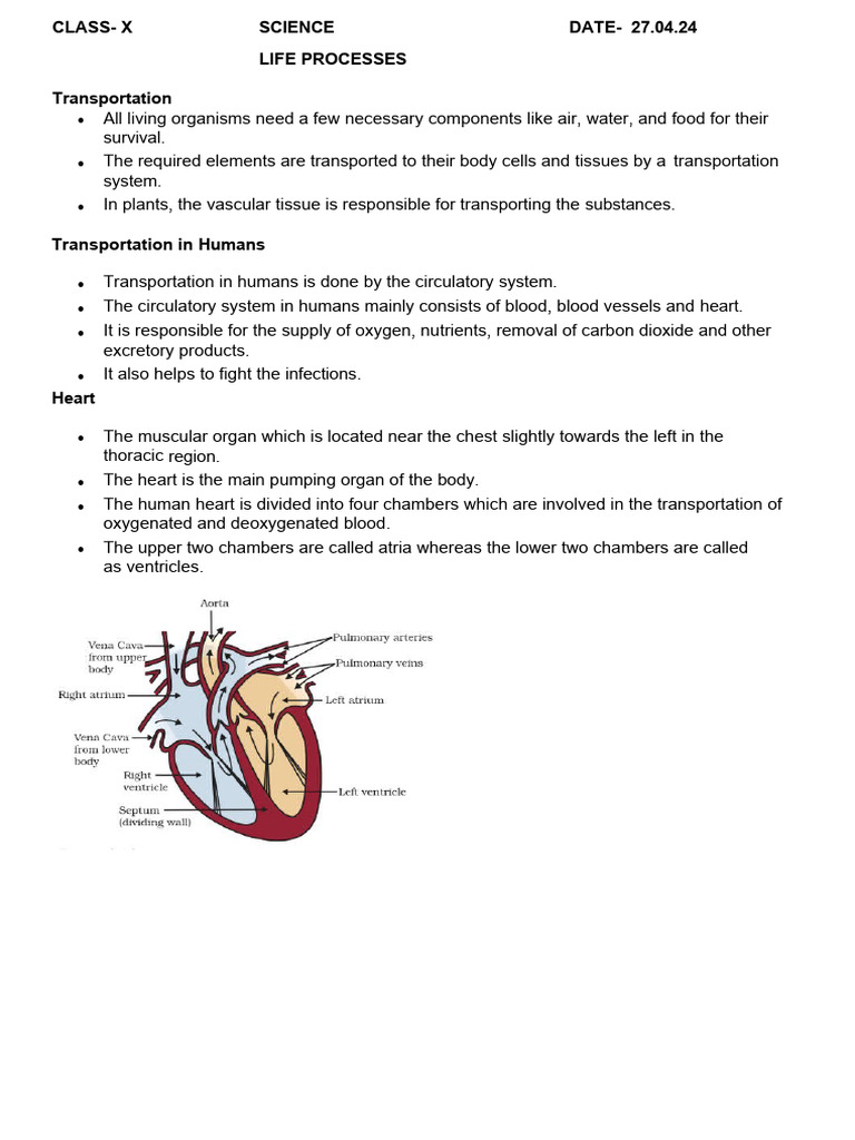 Life Processes (Transportation) | Download Free PDF | Blood | Heart