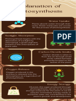 Photosynthesis Infographic 1 20240429 084226 0000