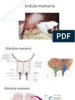 Clase 8. Glándula mamaria1