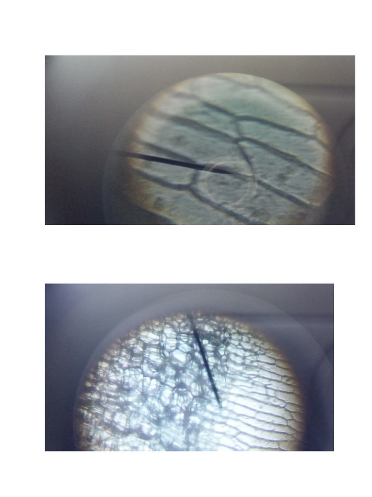 Gambar Sel Epidermis Bawang Merah | PDF