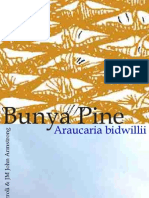 Bunya Pine