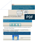 4 DIENTES PORTERIORES Y Subtemas