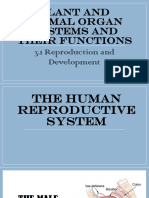 3 2 Human Reproductive System