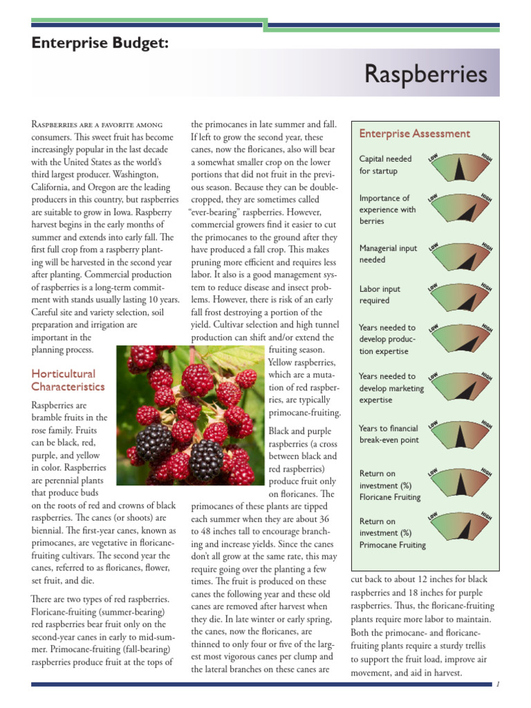 Growing Raspberries in Iowa | PDF | Raspberry | Agriculture