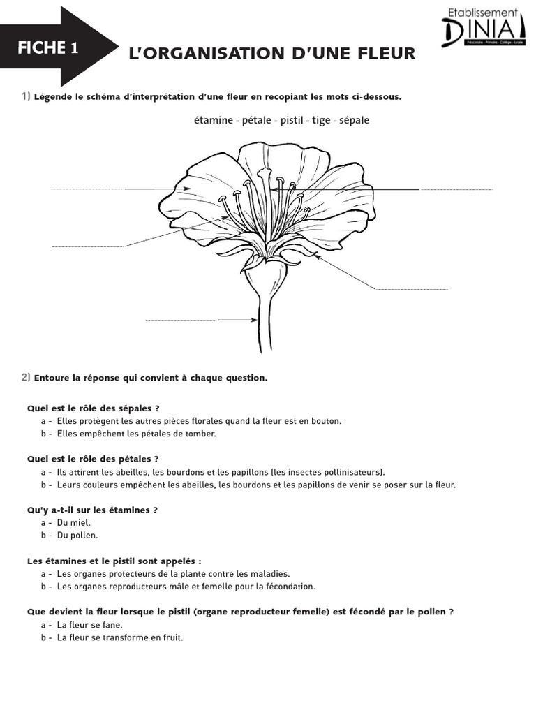 Schéma de la fleur et reproduction sexuée | PDF