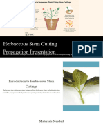 Herbaceous Stem Cutting Propagation Presentation