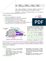 Desgrabe Toxoplasma Gondii