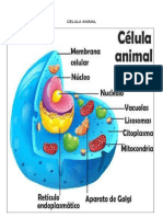 Celula Animal