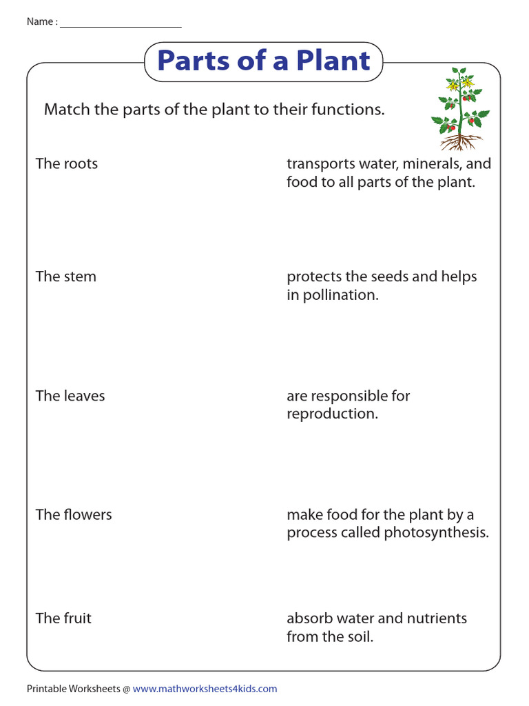 Match the parts of the plant to their functions pdf