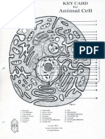 Animal Cell