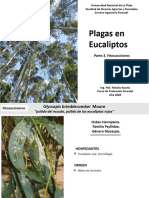 2020 05 15 - Plagas en Eucaliptos - Parte 3 - Fitosuccivoras
