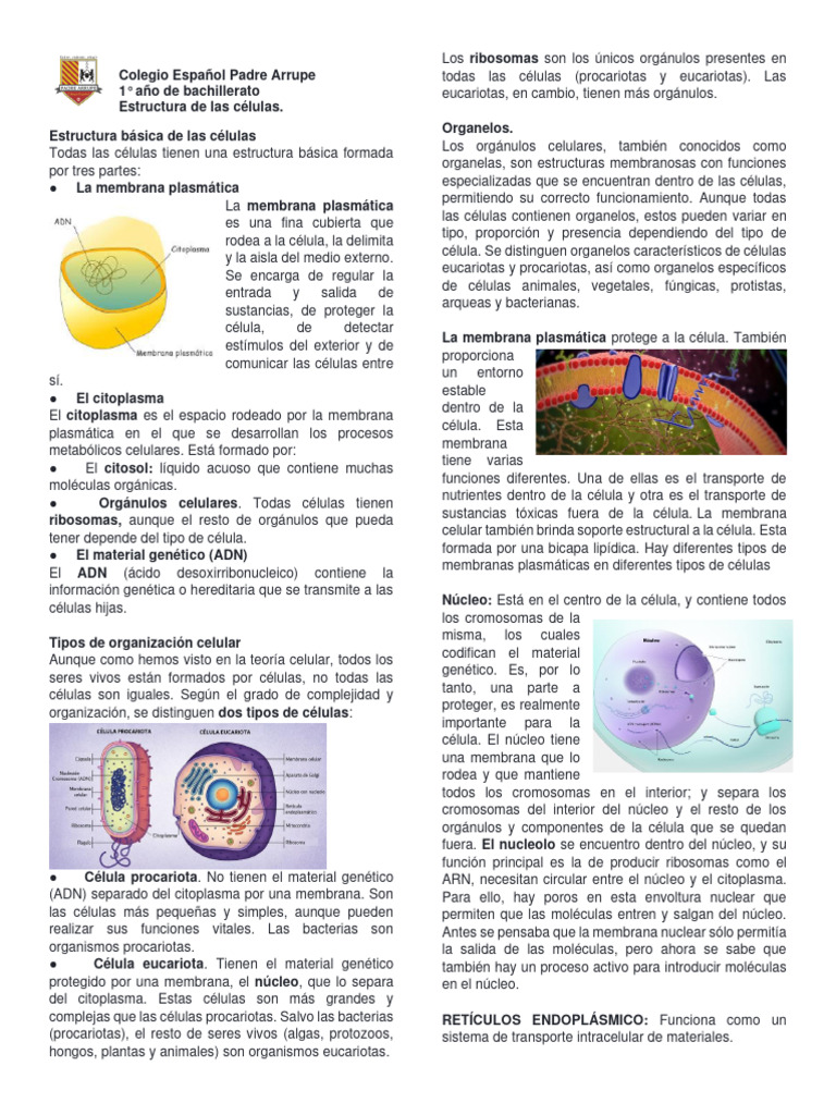 Estructura Celular Básica | PDF | Biología Celular) | Citoplasma