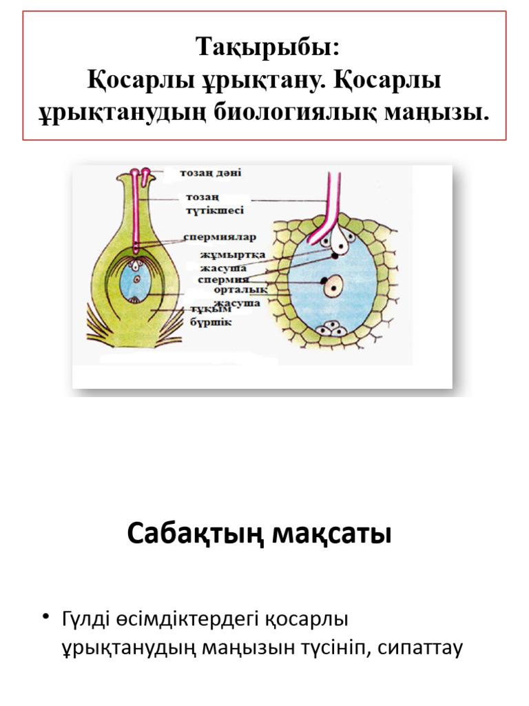 Мас секс туралы бейне