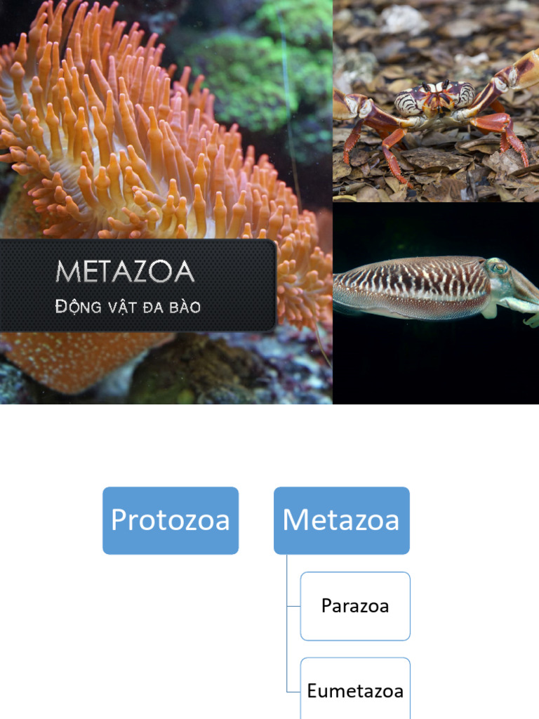 Bai 3 - Metazoa | PDF