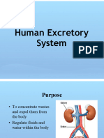 3 - Urinary System