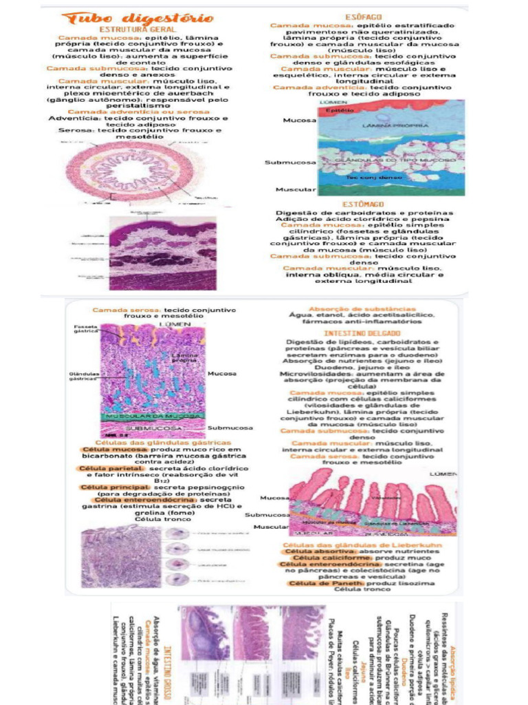 Sistema Digestório Pdf