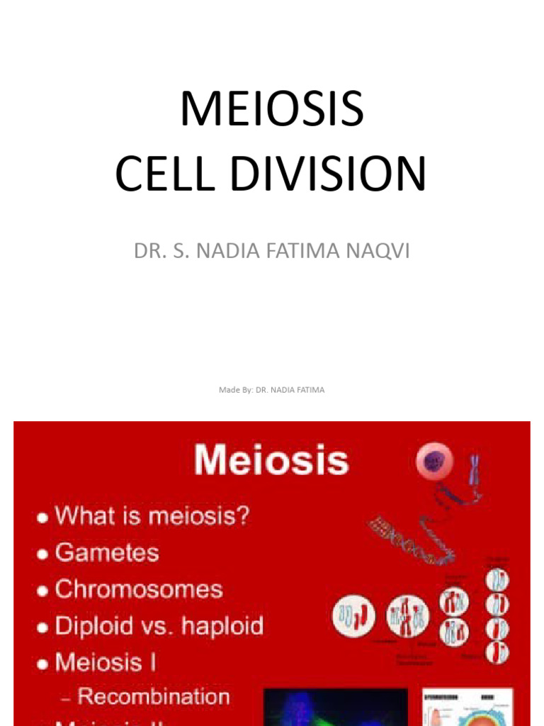 Understanding Meiosis in Cell Division | PDF