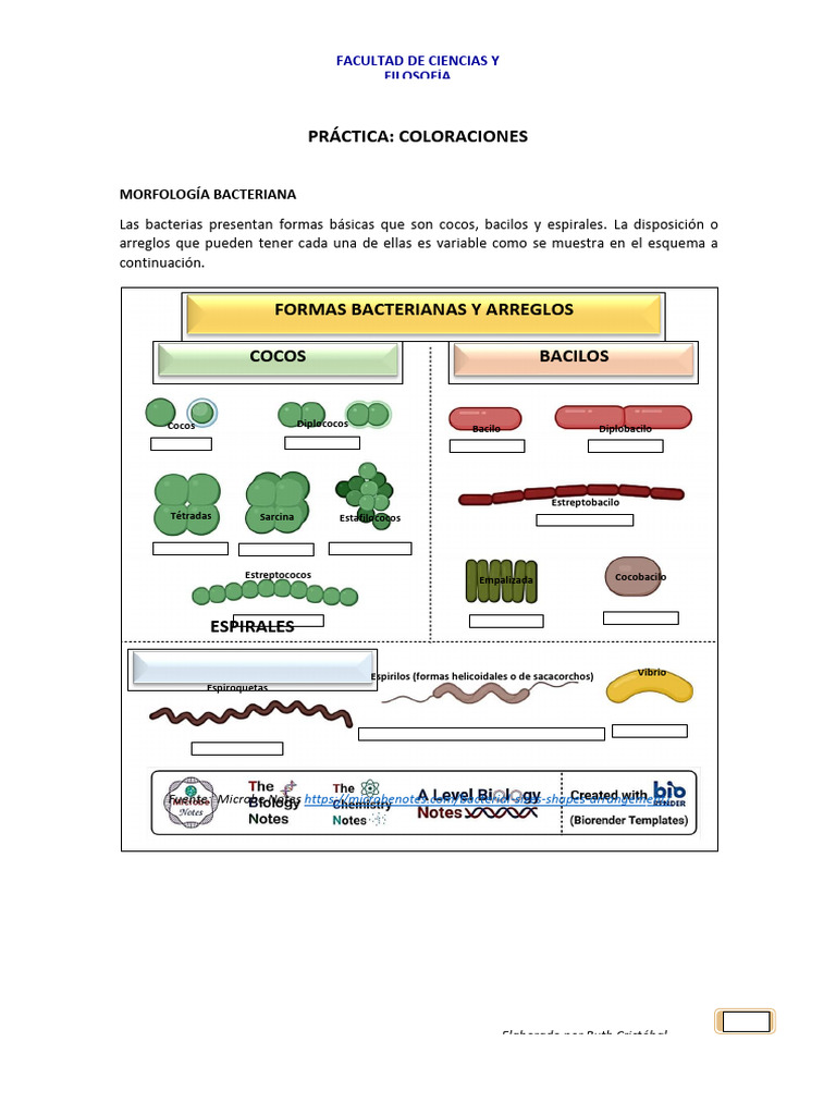 Coloración de Gram en Bacterias | PDF | Las bacterias | Tinción